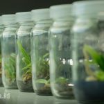 Apa Kelebihan Kultur Jaringan Dibanding Metode Konvensional?
