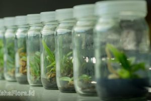 Apa Kelebihan Kultur Jaringan Dibanding Metode Konvensional