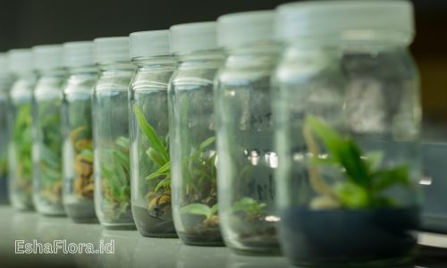 Apa Kelebihan Kultur Jaringan Dibanding Metode Konvensional?