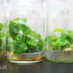 Apakah Kultur Jaringan Bisa Menghasilkan Tanaman Unggul?