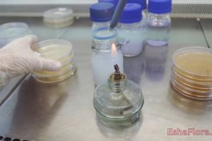 Bagaimana Cara Sterilisasi Alat dan Bahan dalam Kultur Jaringan