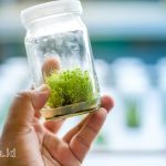 Bagaimana Kultur Jaringan Bisa Membantu Konservasi Tanaman Langka?