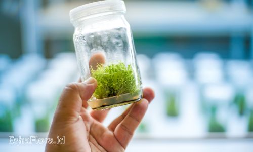Bagaimana Kultur Jaringan Bisa Membantu Konservasi Tanaman Langka?