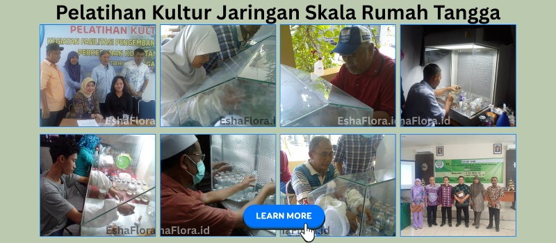 Jadwal Pelatihan Kultur Jaringan