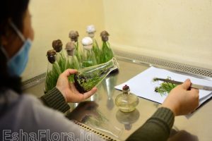Langkah-langkah Prosedur Kultur Jaringan