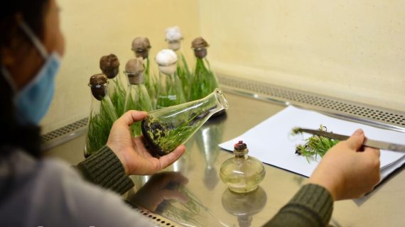 Langkah-langkah Prosedur Kultur Jaringan dan Jenis Kultur Jaringan