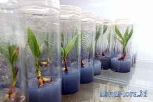 Perbedaan Antara Eksplan dan Kalus