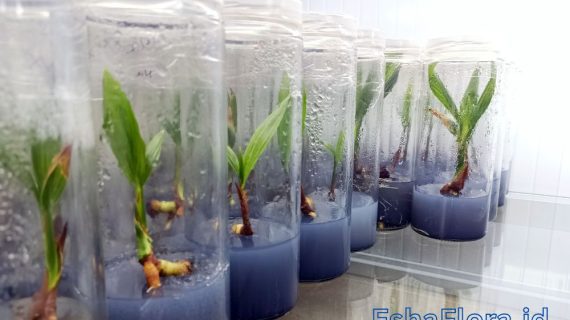 Perbedaan Antara Eksplan dan Kalus dalam Kultur Jaringan yang Wajib Anda Ketahui