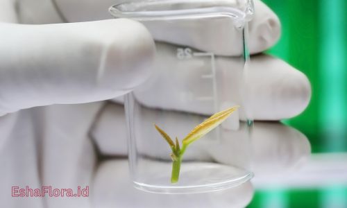 Tanaman Apa Saja yang Bisa Dikembangbiakkan dengan Kultur Jaringan?