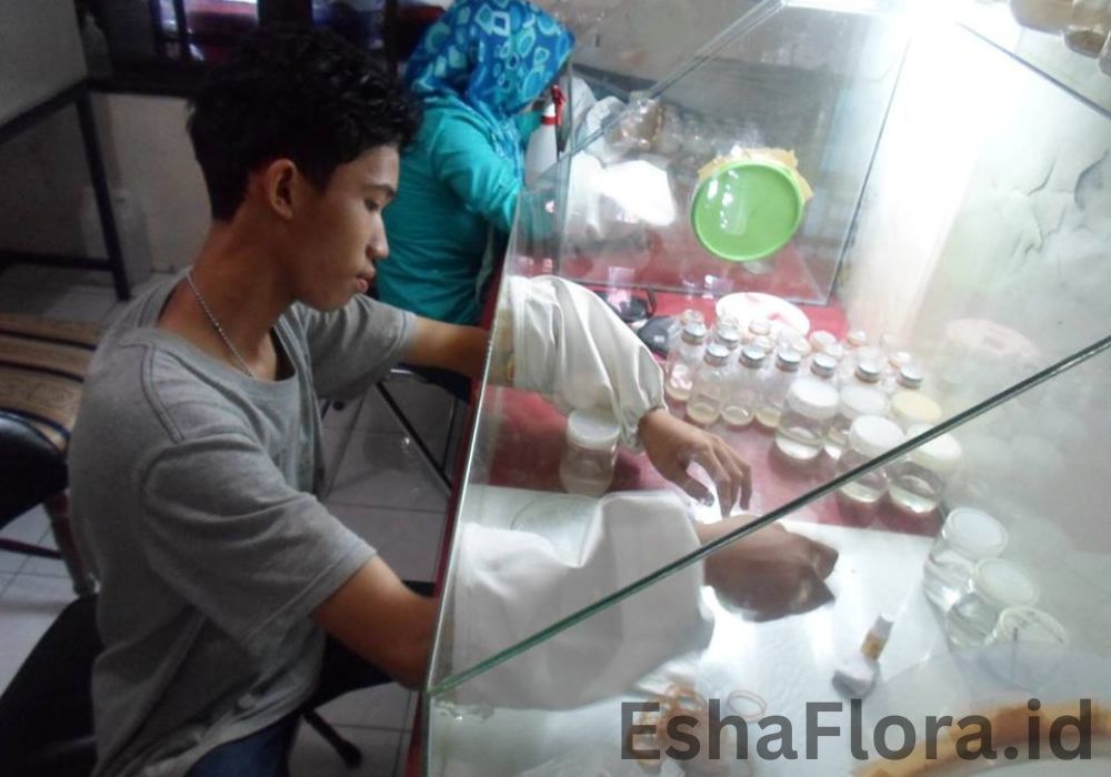 kegiatan pelatiahan kultur jaringan esha flora