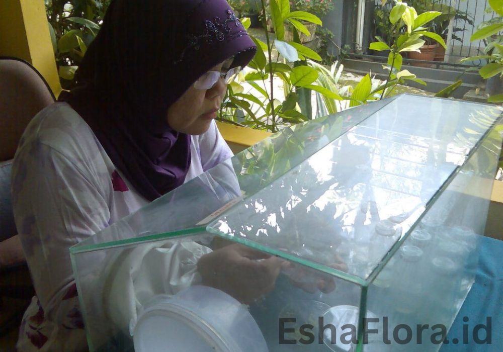 pelatihan kultur jaringan di esha flora