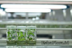 Alat dan Bahan Kultur Jaringan untuk Perbanyakan Tanaman Hias