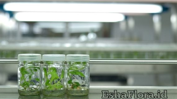 Alat dan Bahan Kultur Jaringan untuk Perbanyakan Tanaman Hias