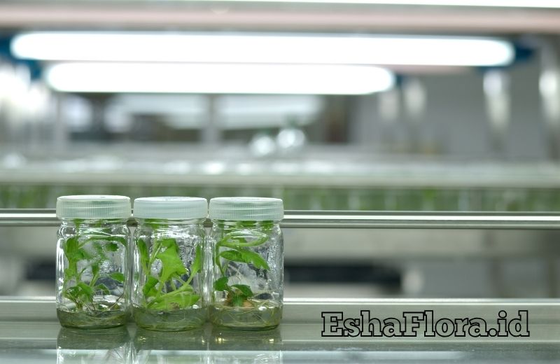 Alat dan Bahan Kultur Jaringan untuk Perbanyakan Tanaman Hias