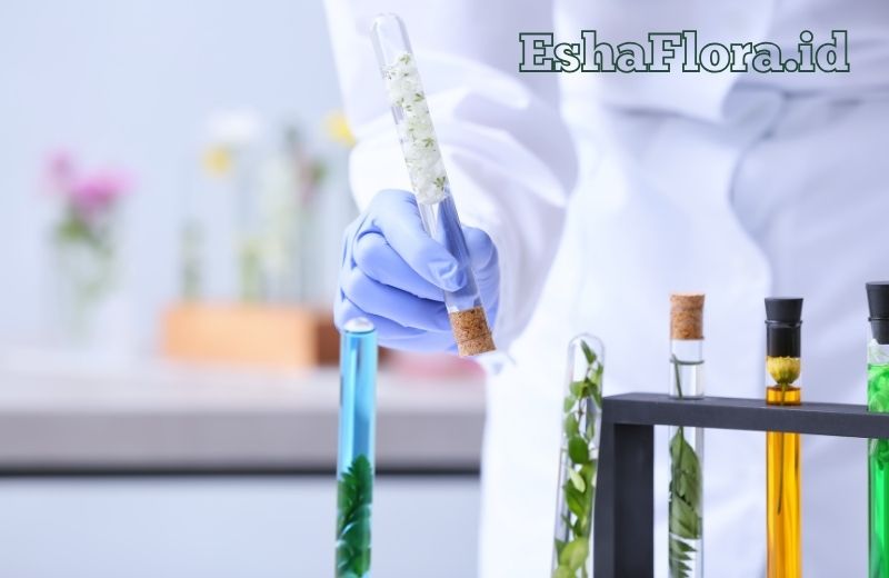 Bibit Kultur Jaringan untuk Perbanyakan Tanaman Berkualitas