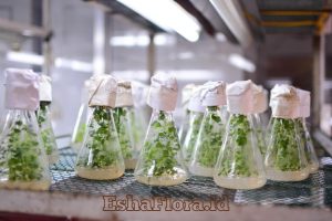 Cara Melakukan Kultur Jaringan Tanaman yang Benar untuk Hasil Optimal