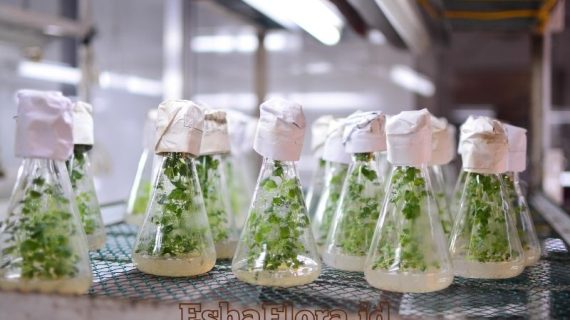 Cara Melakukan Kultur Jaringan Tanaman yang Benar untuk Hasil Optimal