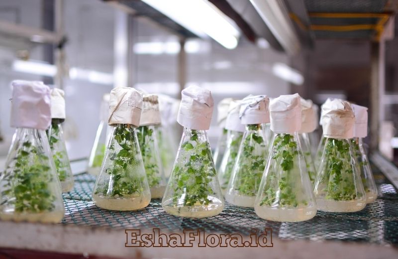 Cara Melakukan Kultur Jaringan Tanaman yang Benar untuk Hasil Optimal