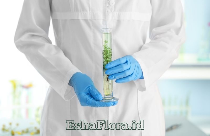 Kultur Jaringan Daun Teknik, Manfaat, dan Aplikasinya untuk Tanaman Hias