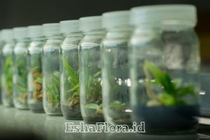 Kultur Jaringan Skala Rumah Tangga untuk Perbanyakan Tanaman