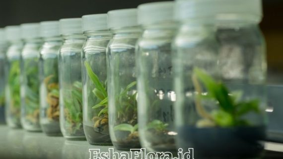 Kultur Jaringan Skala Rumah Tangga untuk Perbanyakan Tanaman