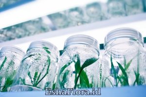 Kultur Jaringan Tanaman Anggrek untuk Perbanyakan yang Berkualitas