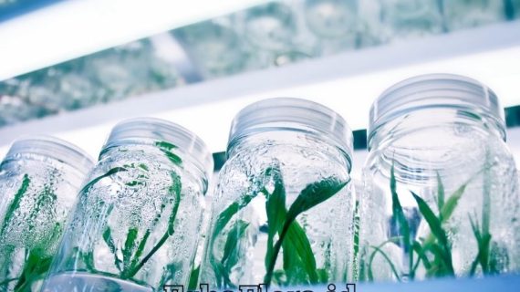 Kultur Jaringan Tanaman Anggrek untuk Perbanyakan yang Berkualitas