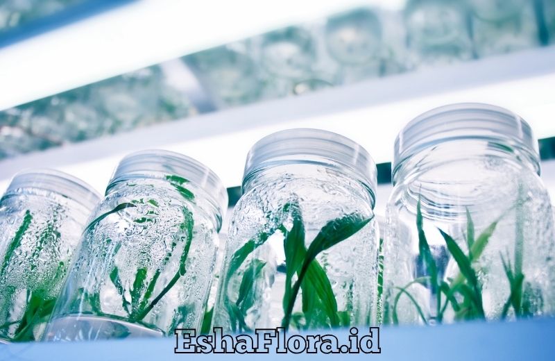 Kultur Jaringan Tanaman Anggrek untuk Perbanyakan yang Berkualitas