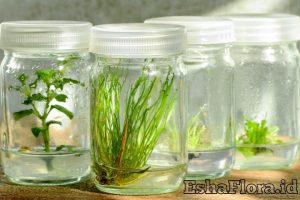 Kultur Jaringan Tanaman Skala Rumah Tangga