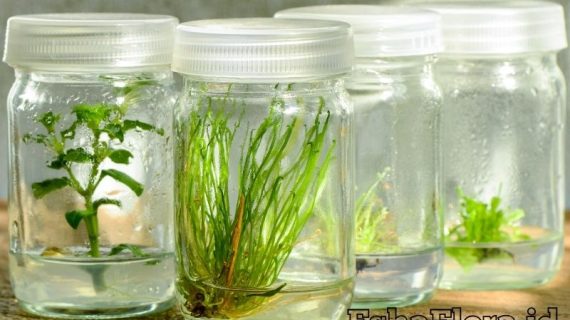 Kultur Jaringan Tanaman Skala Rumah Tangga