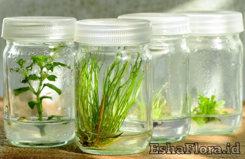 Kultur Jaringan Tanaman Skala Rumah Tangga