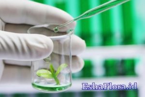 Kultur Tanaman Hias dengan Teknik Kultur Jaringan yang Mudah Dipahami