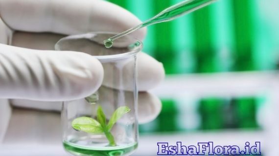 Kultur Tanaman Hias dengan Teknik Kultur Jaringan yang Mudah Dipahami