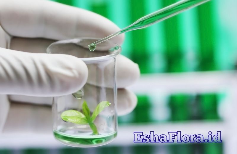 Kultur Tanaman Hias dengan Teknik Kultur Jaringan yang Mudah Dipahami