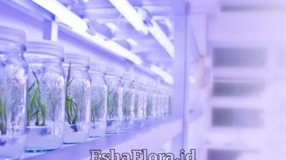 Laboratorium Kultur Jaringan untuk Perbanyakan Tanaman Modern