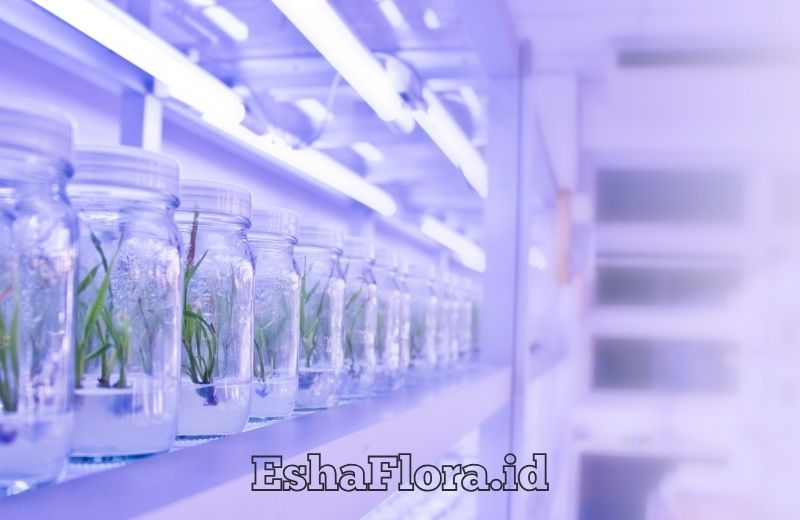 Laboratorium Kultur Jaringan untuk Perbanyakan Tanaman Modern