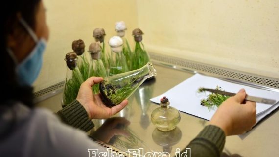 Manfaat Kultur Jaringan Tanaman untuk Perbanyakan Modern