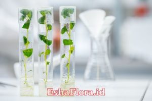 Media Kultur Jaringan untuk Perbanyakan Tanaman Hias