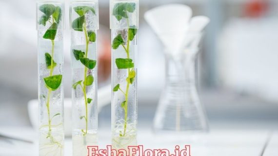 Media Kultur Jaringan untuk Perbanyakan Tanaman Hias