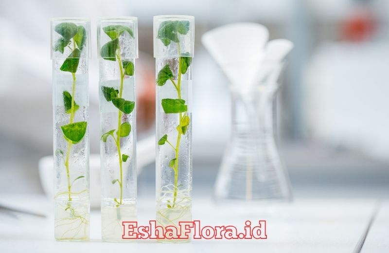 Media Kultur Jaringan untuk Perbanyakan Tanaman Hias