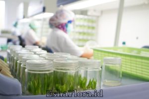 Media untuk Kultur Jaringan Tanaman