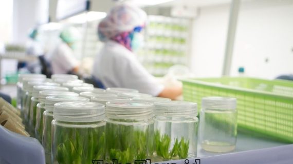 Media untuk Kultur Jaringan Tanaman