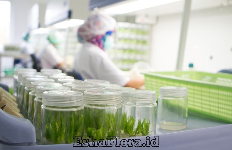 Media untuk Kultur Jaringan Tanaman