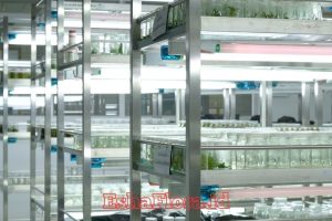 Multiplikasi Kultur Jaringan untuk Perbanyakan Tanaman Berkualitas