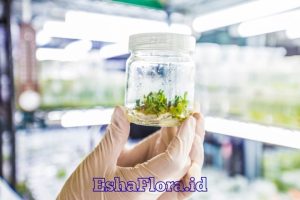 Pelatihan Kultur Jaringan untuk Menghasilkan Bibit Berkualitas Bersama EshaFlora.id