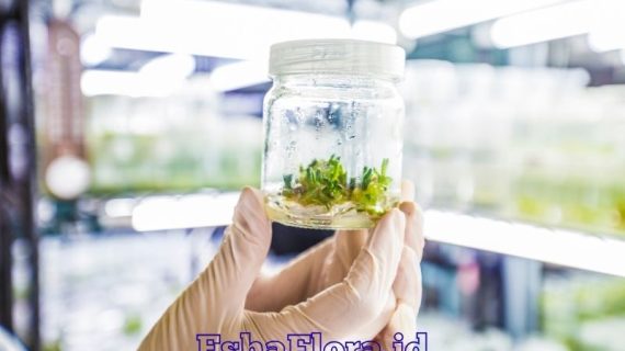 Pelatihan Kultur Jaringan untuk Menghasilkan Bibit Berkualitas Bersama EshaFlora.id