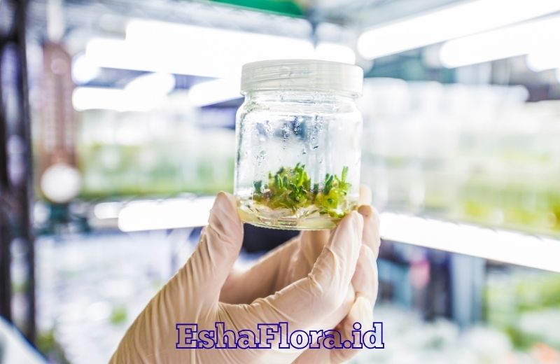 Pelatihan Kultur Jaringan untuk Menghasilkan Bibit Berkualitas Bersama EshaFlora.id