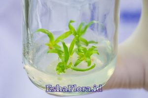 Perbanyakan Tanaman dengan Kultur Jaringan