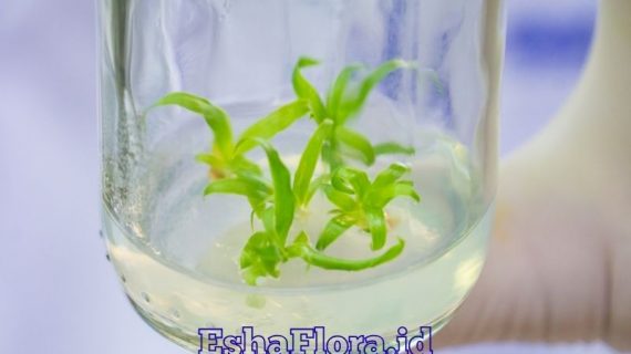 Perbanyakan Tanaman dengan Kultur Jaringan