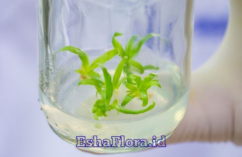 Perbanyakan Tanaman dengan Kultur Jaringan